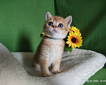 Кошки в Москве: Котик Kuzya скоттиш страйт в золотом окрасе ny11 Мальчик, Бесплатно - фото 6