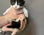 Кошки в Химках: Котята в добрые руки Мальчик, Бесплатно - фото 1