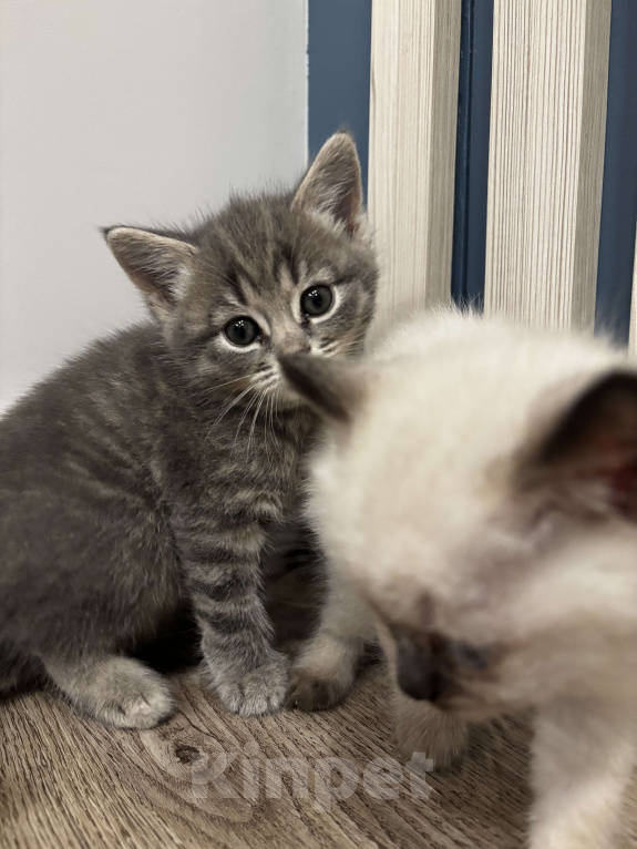 Кошки в Москве: Котёнок Гав  Девочка, Бесплатно - фото 5