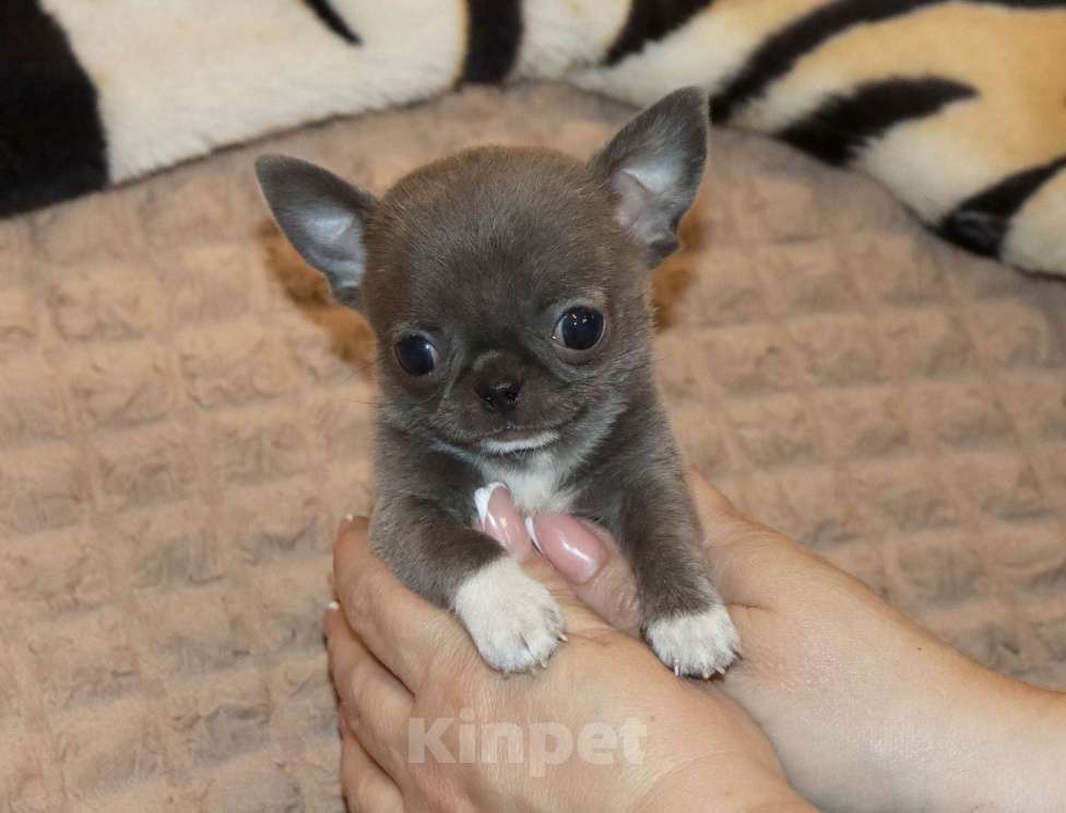 Собаки в Москве: Голубая МИНИ чихуа Девочка, 120 000 руб. - фото 7