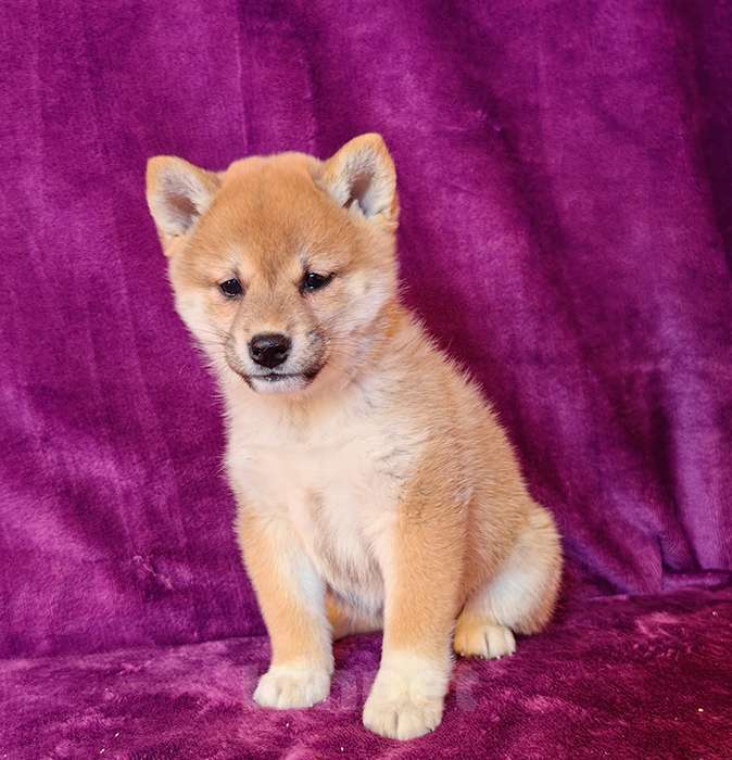 Собаки в Москве: Сиба ину. Девочка - 2 мес. Девочка, 60 000 руб. - фото 4