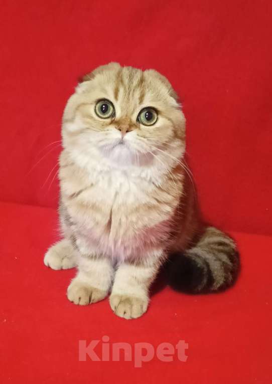 Кошки в Москве: Золотой мраморный зеленоглазый котик Мальчик, 20 000 руб. - фото 7