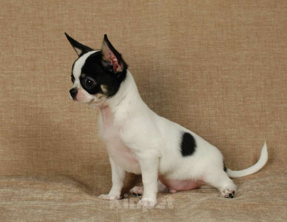 Собаки в Москве: Чихуахуа мальчишка Мальчик, 20 000 руб. - фото 1