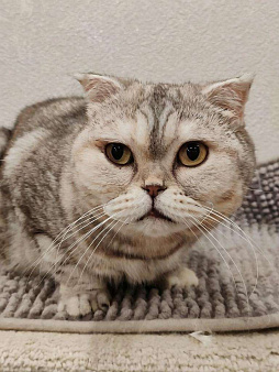 Представляем вам очаровательную кошечку Эммочку!
