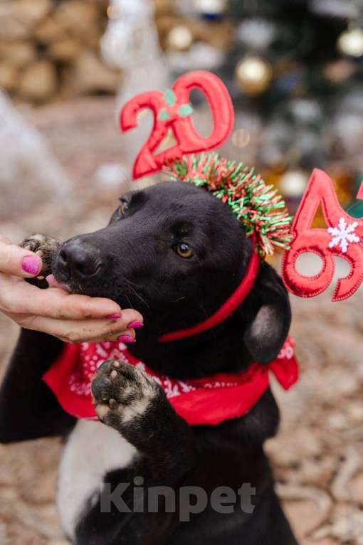 Собаки в Москве: Щенок-подросток ищет дом Мальчик, Бесплатно - фото 3