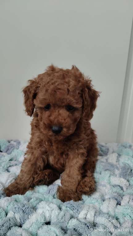 Собаки в Мытищах: Миниатюрный пудель Анто Мальчик, 130 000 руб. - фото 3