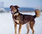 Собаки в Москве: Небольшая супер позитивная Шанти ищет дом! Девочка, Бесплатно - фото 4
