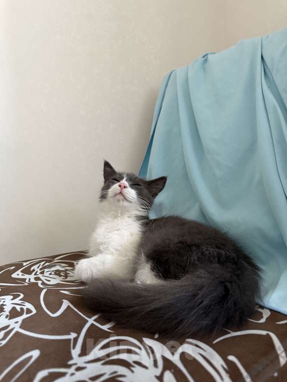 Кошки в Ставрополе: Мальчики пушистики Мальчик, 10 руб. - фото 4