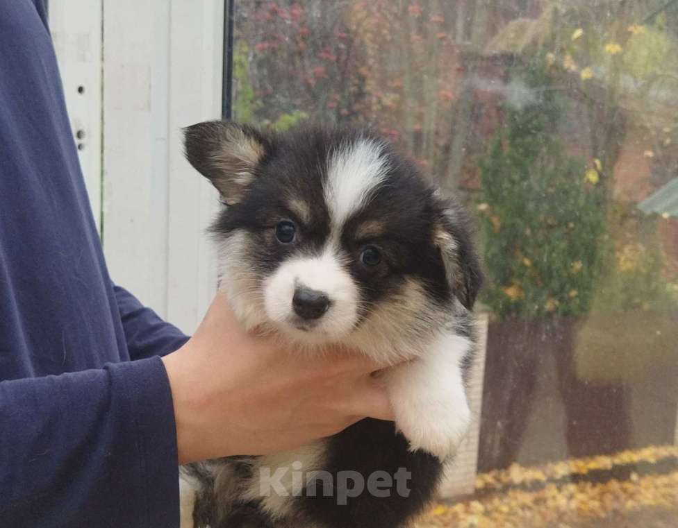 Собаки в Москве: Триколорная черноголовая сука вельш корги пемброк Девочка, 90 000 руб. - фото 3