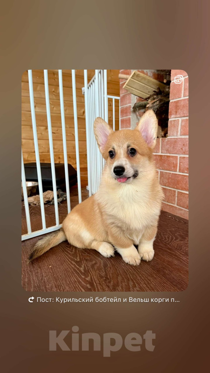 Собаки в других городах Московской области: Бусинка Девочка, 50 000 руб. - фото 2