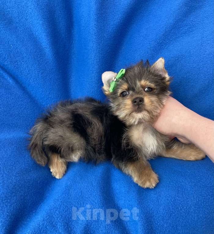 Собаки в Москве: Мерле йорк мальчик стандарт игривый Мальчик, 50 000 руб. - фото 6