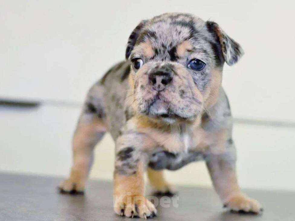 Собаки в Москве: Девочка голубой мерле тан Девочка, 80 000 руб. - фото 2