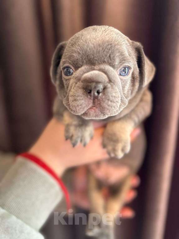 Собаки в Нижнем Новгороде: Ищем ответственных родителей Мальчик, 50 000 руб. - фото 7