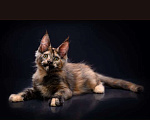 Кошки в Владивостоке: Котята Мейн Кун питомник Magnificent_cat Девочка, 55 000 руб. - фото 1