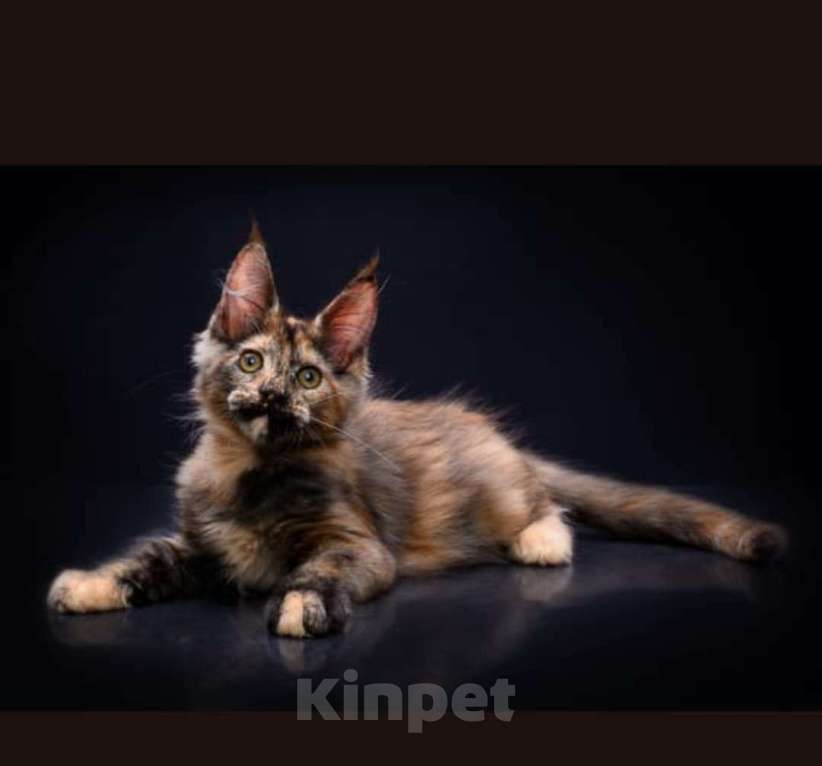 Кошки в Владивостоке: Котята Мейн Кун питомник Magnificent_cat Девочка, 55 000 руб. - фото 1