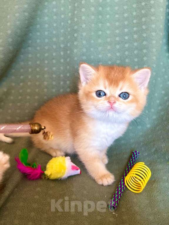 Кошки в Москве: Плюшевая золотая шиншилла Девочка, 41 000 руб. - фото 1