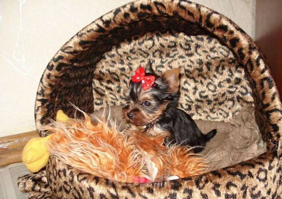 Собаки в Самаре: Детки йорки, 1 руб. - фото 4