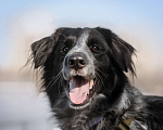 Собаки в Москве: Бывшедомашний Атли ищет дом Мальчик, Бесплатно - фото 2