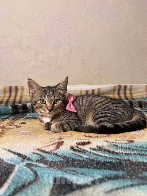 Кошки в Москве: котенок Мисси ищет дом Девочка, Бесплатно - фото 6