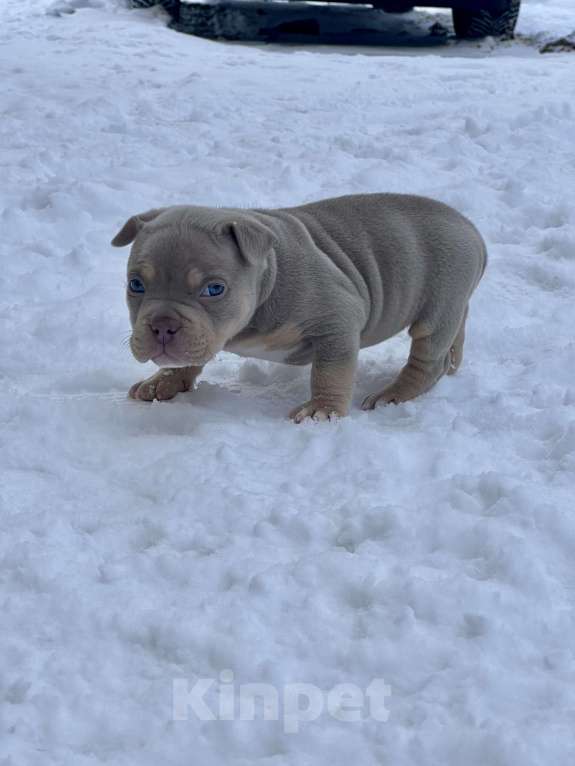 Собаки в Москве: Девочка  Девочка, 200 000 руб. - фото 4