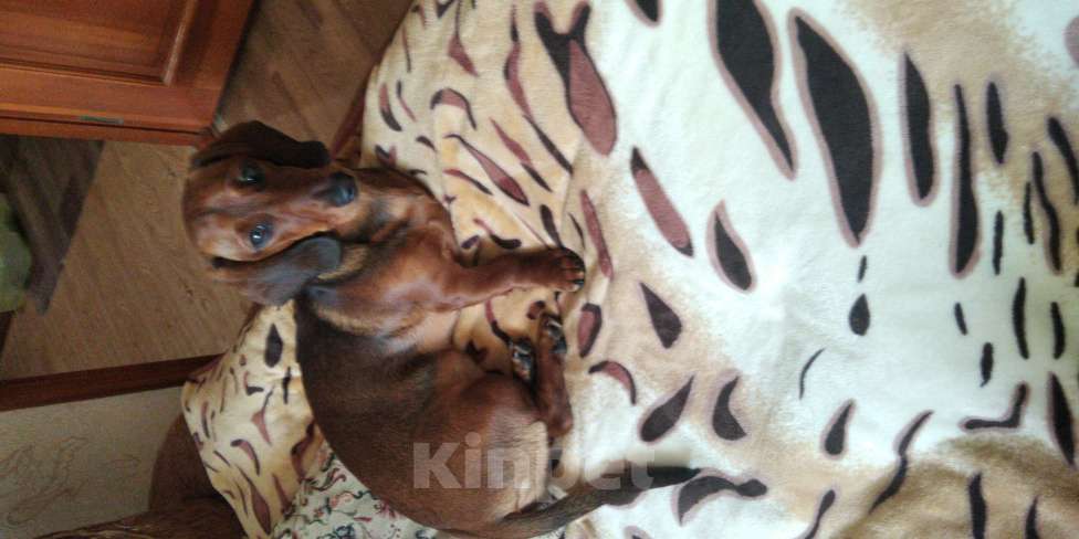 Собаки в Тамбове: Щенок Девочка, 5 000 руб. - фото 4