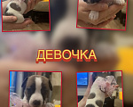 Собаки в Новосибирске: Продам Разнополые, 40 000 руб. - фото 2