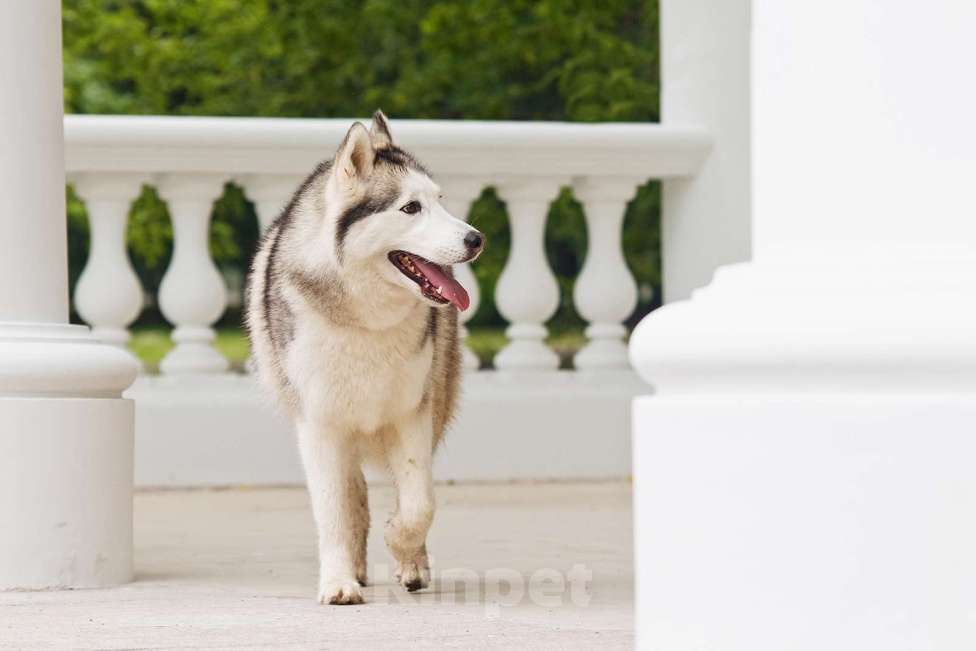 Собаки в Москве: Эмми ждет свою семью Девочка, Бесплатно - фото 5
