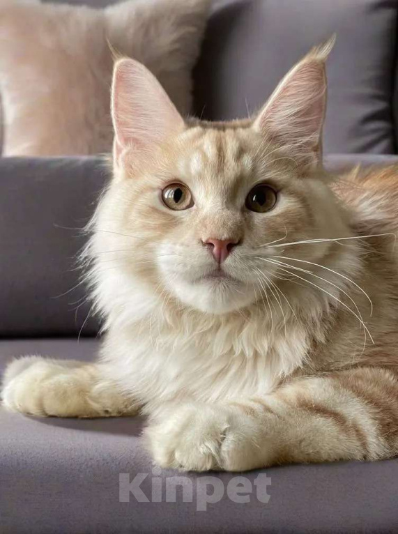 Кошки в Москве: КОТЕНОК МЕЙН-КУН Мальчик, 70 000 руб. - фото 1