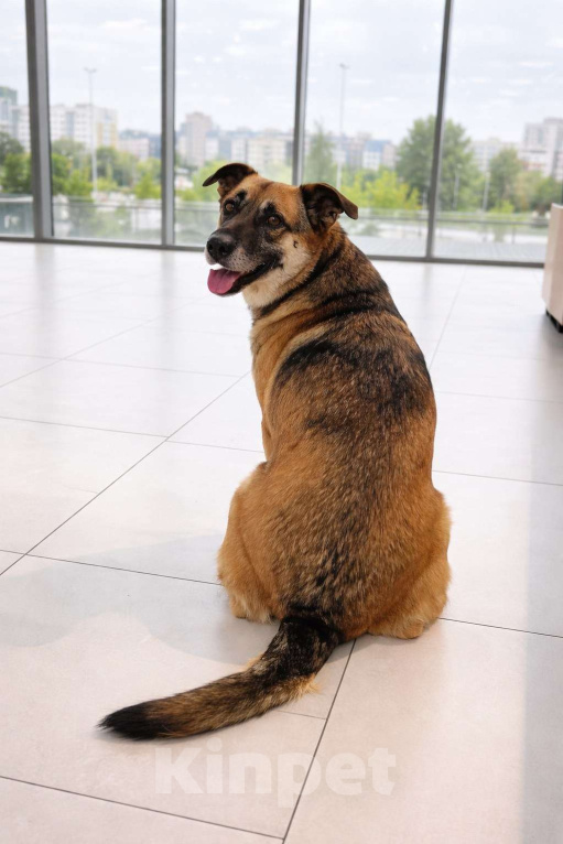 Собаки в Москве: Девочка Банди ищет дом Девочка, Бесплатно - фото 4