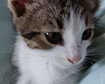 Кошки в Одинцово: Котенок, 2 месяца, самостоятельная, умная, отдаем. Мальчик, 1 руб. - фото 3