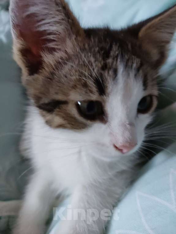 Кошки в Одинцово: Котенок, 2 месяца, самостоятельная, умная, отдаем. Мальчик, 1 руб. - фото 3