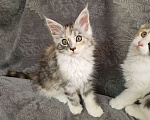 Кошки в Мурином: Кошечка мейн-кун классика тикированная черепаха на серебре с белым Девочка, 30 000 руб. - фото 1