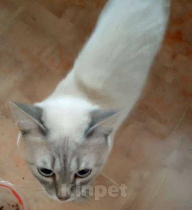 Кошки в Омске: Пристройство кота Мальчик, Бесплатно - фото 2