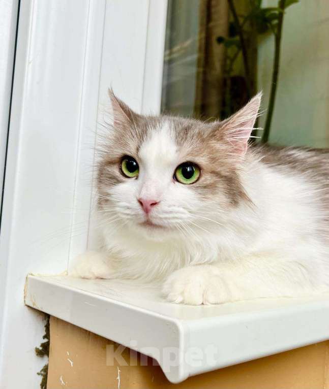 Кошки в Москве: Мелисса – пушистая кошечка в дар заботливым хозяевам Девочка, Бесплатно - фото 3