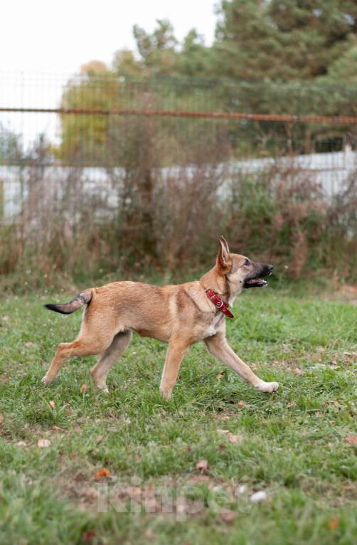 Собаки в других городах Владимирской области: В добрые руки щенок девочка Лилу Девочка, Бесплатно - фото 7