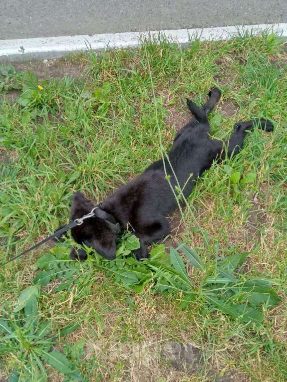 Собаки в Самаре: Щенок лабрадора Девочка, Бесплатно - фото 3