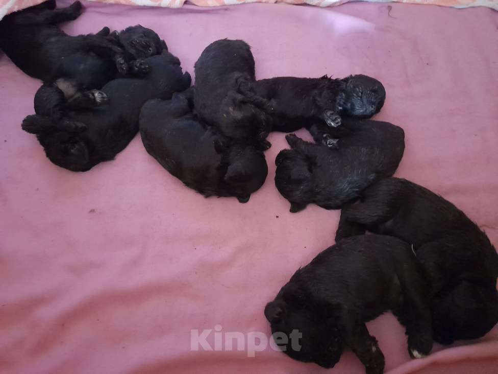 Собаки в Москве: Продам Девочка, 50 000 руб. - фото 4