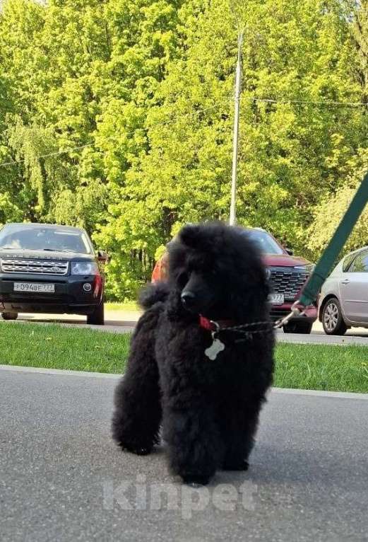 Собаки в Москве: Пудель, мальчик, миниатюра Мальчик, 80 000 руб. - фото 3