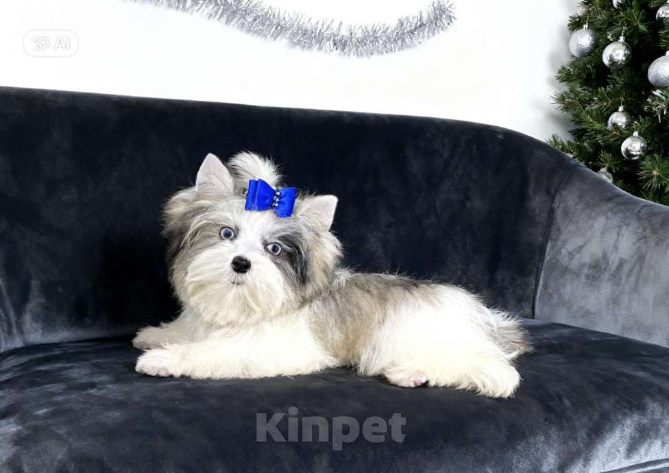 Собаки в Москве: Мраморный йорк с двумя голубыми глазами мальчик Мальчик, 130 000 руб. - фото 3