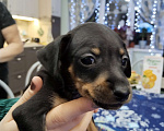 Собаки в Батайске: Продаю щенков цвергпичера Мальчик, 3 000 руб. - фото 2