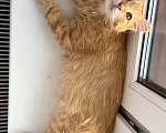 Кошки в Мытищах: Котенок в добрейшие руки Мальчик, Бесплатно - фото 5