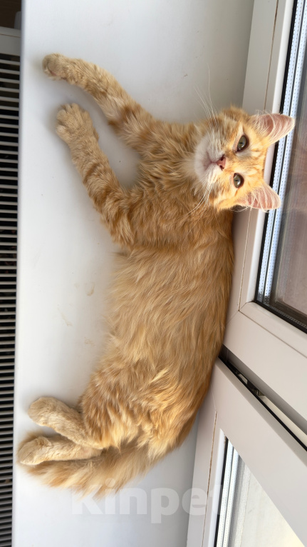 Кошки в Мытищах: Котенок в добрейшие руки Мальчик, Бесплатно - фото 5