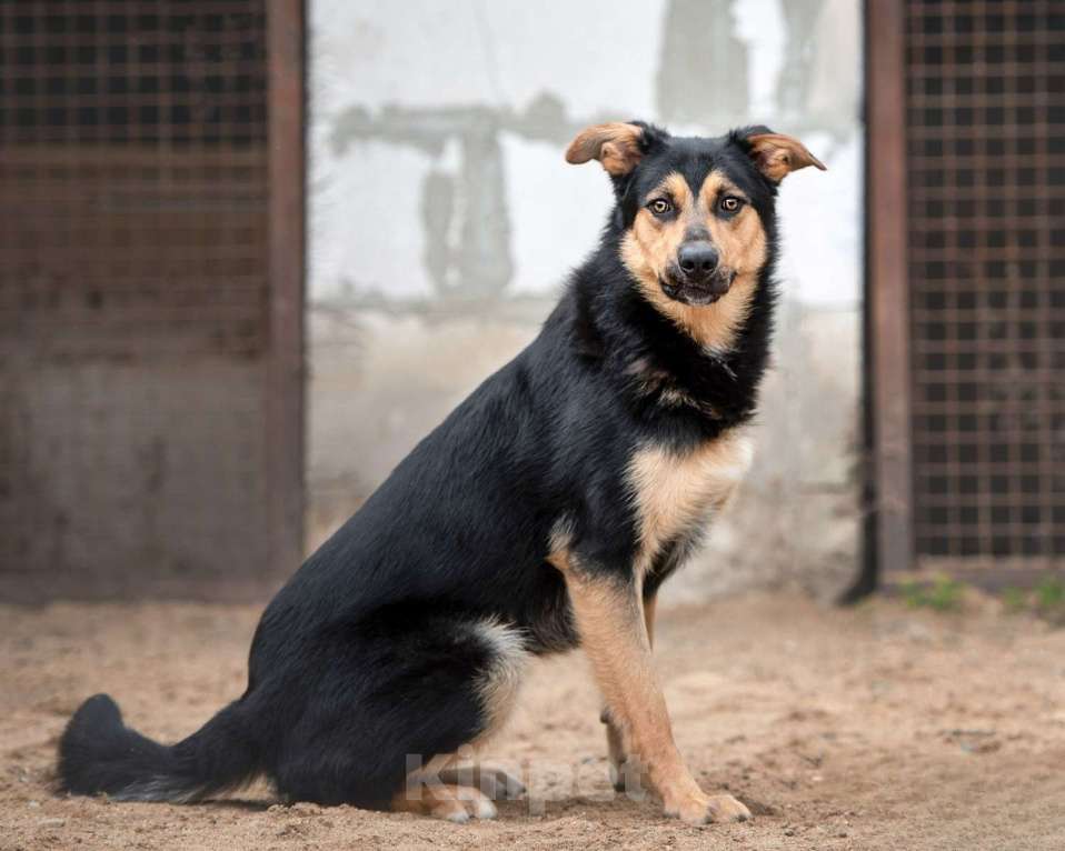 Собаки в Москве: Джек - красивый токсик Мальчик, Бесплатно - фото 3