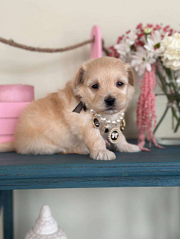 Мальтипу мини f1