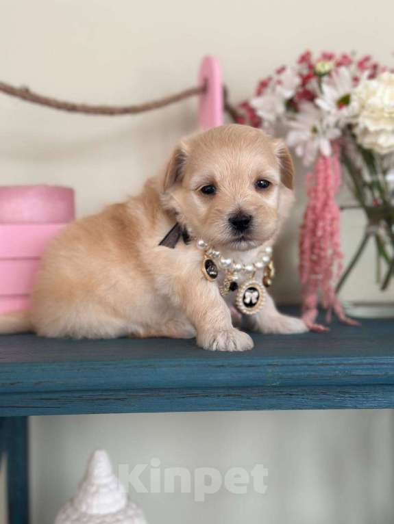 Собаки в Москве: Мальтипу мини f1 Мальчик, 65 000 руб. - фото 2