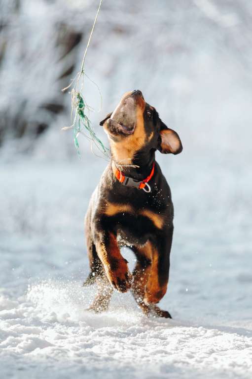 Собаки в Липецке: Высокопородные щенки ротвейлера  Девочка, 50 000 руб. - фото 3