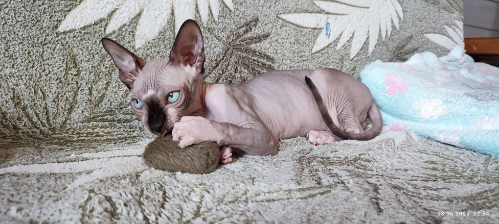 Кошки в Москве: Котята канадского сфинкса  Девочка, Бесплатно - фото 5