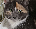 Кошки в Санкт-Петербурге: Торти ищет дом Девочка, Бесплатно - фото 1