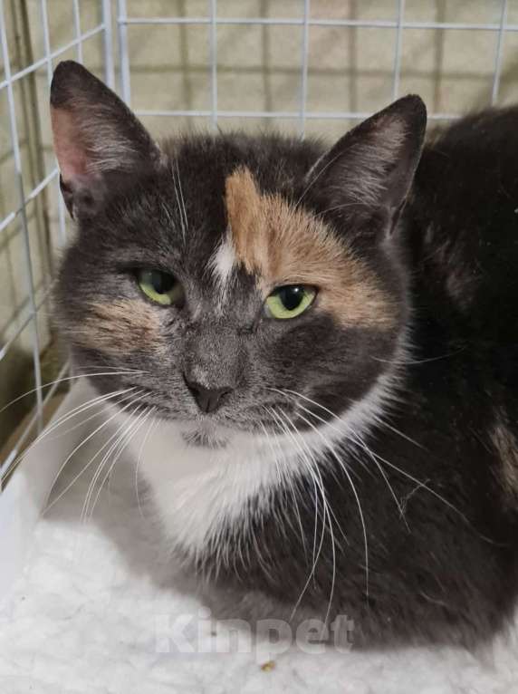 Кошки в Санкт-Петербурге: Торти ищет дом Девочка, Бесплатно - фото 1