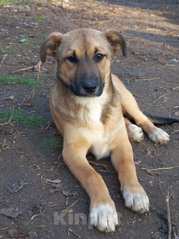 Собаки в Волгограде: Щенок девочка в добрые руки Девочка, Бесплатно - фото 1